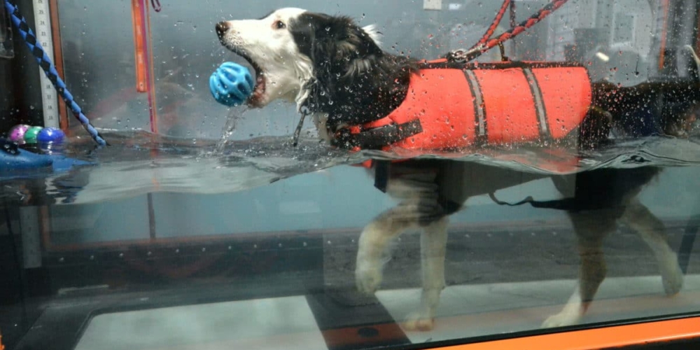 Why You Should Consider Gog Water Treadmill for Your Dog?